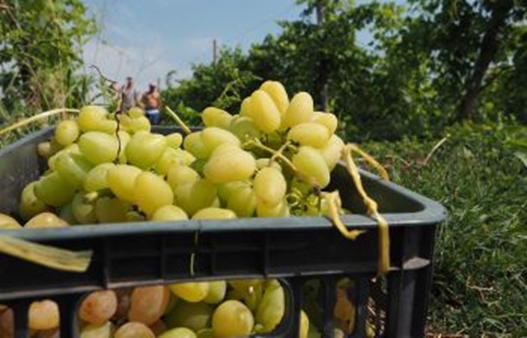 Naučnici pronašli način da grožđe učine zdravijim