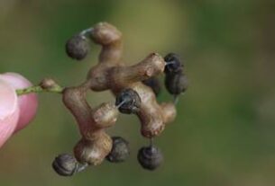 Pobijedite glavobolje uzrokovane vinom