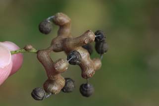 Pobijedite glavobolje uzrokovane vinom