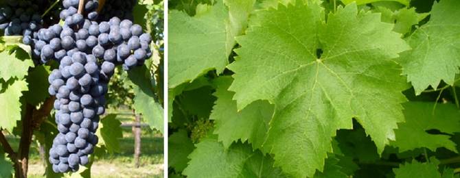 Sagrantino crna sorta grožđa