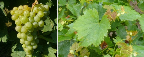 Sedam novih bijelih sorti grožđa