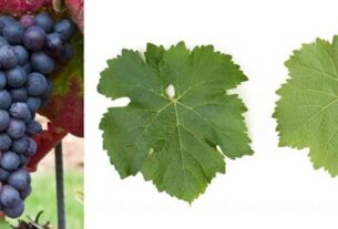 Perspektivne sorte grožđa