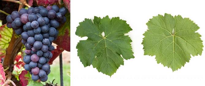 Perspektivne sorte grožđa