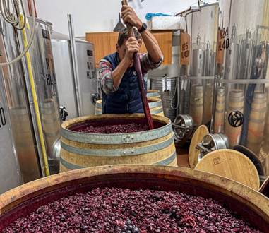 Razumijevanje tanina