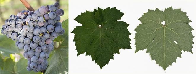 Perspektivne sorte grožđa