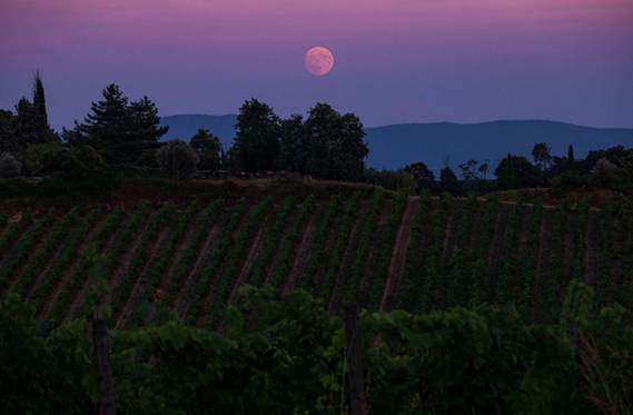 Organsko-biodinamičko i prirodno vino