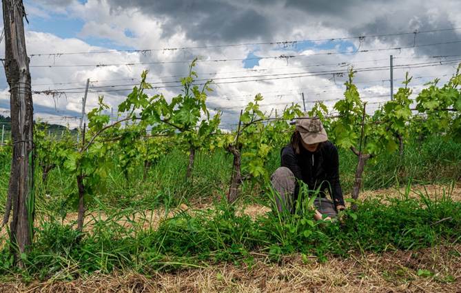 Organsko-biodinamičko i prirodno vino