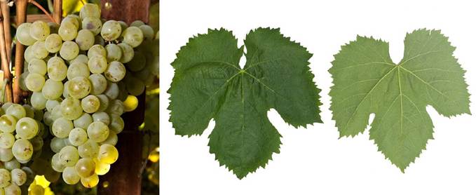 Perspektivne sorte grožđa