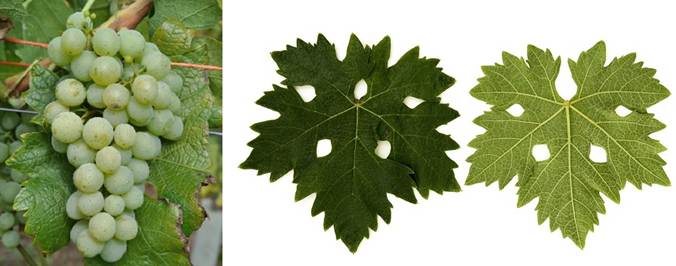 Perspektivne sorte grožđa