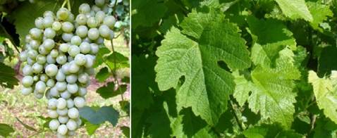 Sedam novih bijelih sorti grožđa