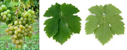 Sedam novih bijelih sorti grožđa