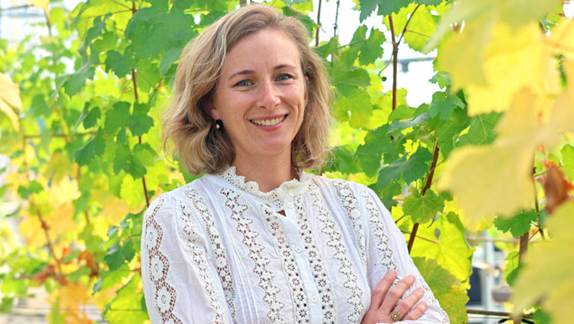 Ekonomska šteta uzrokovana bolestima debla loze