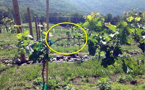 Pet uobičajenih grešaka prilikom orezivanja loze