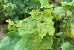 Molekule ekstrahovane iz debala vinove loze