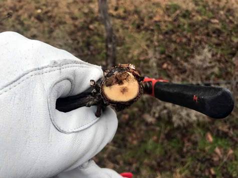 Pet uobičajenih grešaka prilikom orezivanja loze