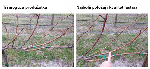 Pet uobičajenih grešaka prilikom orezivanja loze