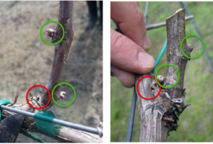 Pet uobičajenih grešaka prilikom orezivanja loze