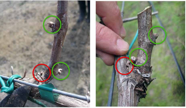 Pet uobičajenih grešaka prilikom orezivanja loze