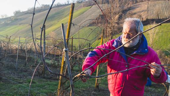 Ekonomska šteta uzrokovana bolestima debla loze