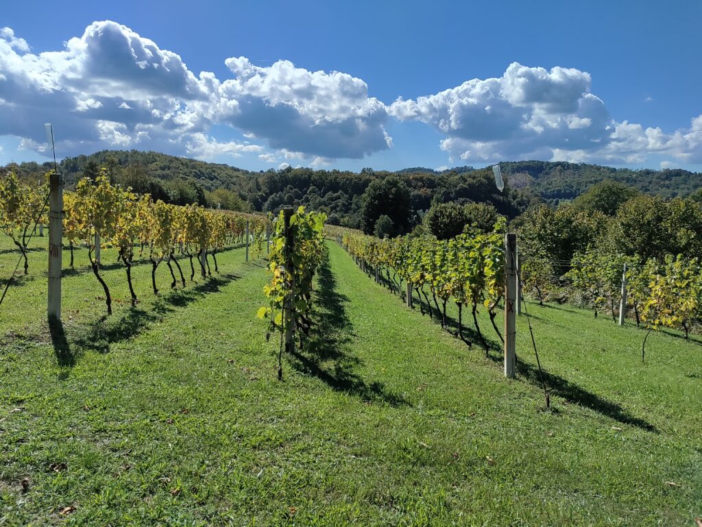 Detekcija GIN virusa u Australiji