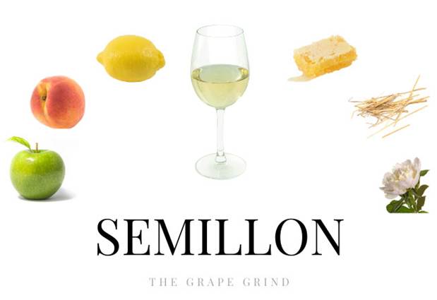 Semillon-Sve što trebate znati