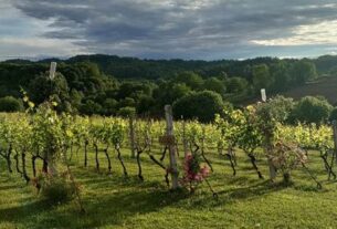 Vegetativni ciklus rasta u vinogradu