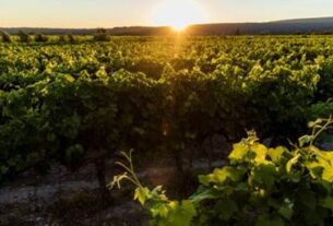 Vino od vinograda do vinarije