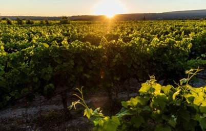 Vino od vinograda do vinarije
