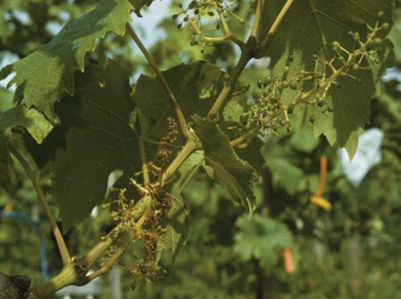 Nekroza cvasti