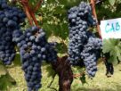 Ako volite Cabernet Sauvignon