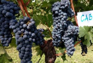Ako volite Cabernet Sauvignon