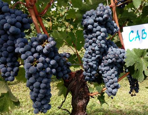 Ako volite Cabernet Sauvignon