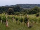 Gubitak hranjivih materija u vinogradima