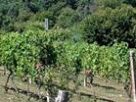 Može li terroir preživjeti klimatske promjene?