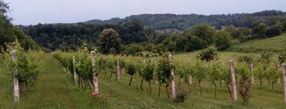 Gubitak hranjivih materija u vinogradima
