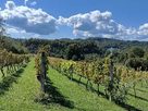 Upravljanje vinogradima na dohvat ruke