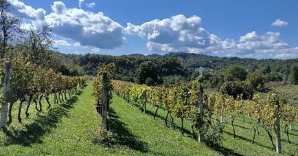 Upravljanje vinogradima na dohvat ruke